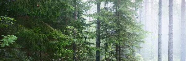 Pittoreska Panoramautsikt Över Den Vintergröna Skogen Tjock Vit Dimma Atmosfäriskt — Stockfoto