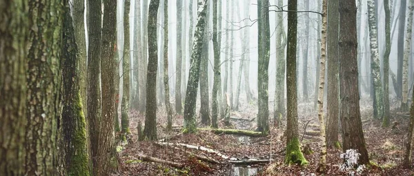 长满青苔的老桦树 在浓雾中的轮廓 光线流过树干 黑暗神秘的森林场景 可怕的风景 — 图库照片