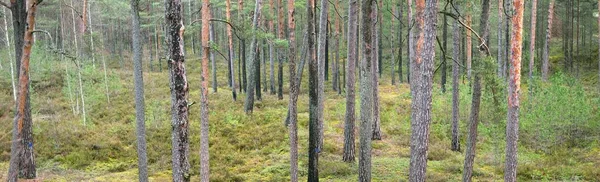 Panoramiczny Widok Majestatyczny Wiecznie Zielony Las Potężne Sosny Świerki Wczesną — Zdjęcie stockowe
