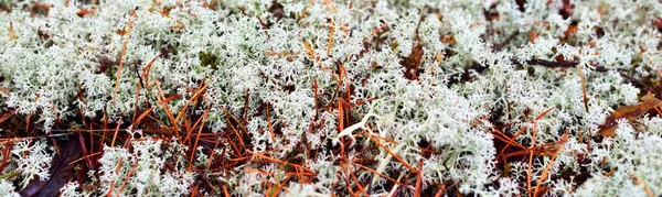 Kolorowa Podłoga Leśna Porostów Mchu Trawy Innych Roślin Tekstury Zbliżenie — Zdjęcie stockowe