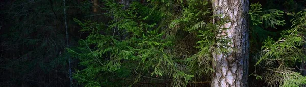 Темный Величественный Вечнозеленый Лес Солнце Светит Сквозь Могучие Сосны Ели — стоковое фото