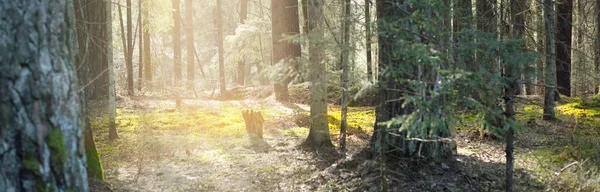 Mörk Majestätisk Vintergrön Skog Solen Strålar Genom Mäktiga Tallar Och — Stockfoto