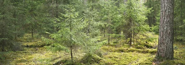 Dark Majestic Evergreen Forest Sun Rays Mighty Pine Spruce Trees — Stock Photo, Image