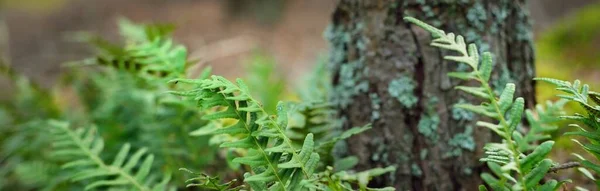 Λαμπερό Πράσινο Νεαρή Φτέρη Φύλλα Γκρο Πλαν Ένα Γέρικο Δέντρο — Φωτογραφία Αρχείου