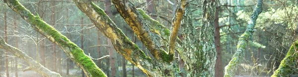 Poderoso Árbol Musgoso Seco Bosque Siempreverde Cerca Luz Solar Suave —  Fotos de Stock