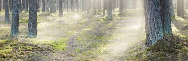 Pathway Coniferous Forest Old Pine Trees Close Moss Ground Sun — Stock Photo, Image