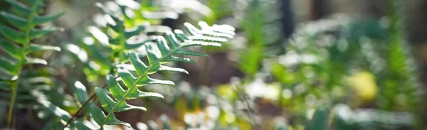 明亮的绿色蕨类叶子的特写 在青葱常绿的森林里 自然模式 温暖的阳光 — 图库照片