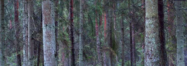 Panorámás Kilátás Ködös Örökzöld Erdőre Hatalmas Fenyők Moha Páfrány Sötét — Stock Fotó