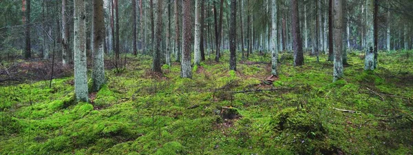 Panorámás Kilátás Ködös Örökzöld Erdőre Hatalmas Fenyők Moha Páfrány Sötét — Stock Fotó