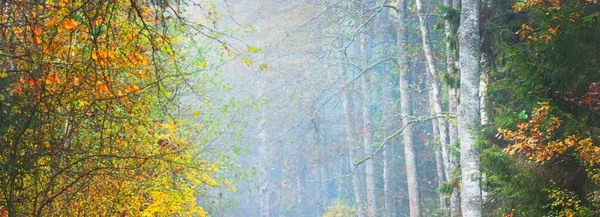 Färgglada Gyllene Björkar Vintergröna Granar Och Tallar Morgondimma Idylliskt Höstlandskap — Stockfoto