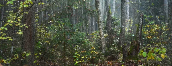 Nevoeiro Matutino Numa Floresta Coníferas Mistas Pinheiro Abeto Bétulas Perto — Fotografia de Stock