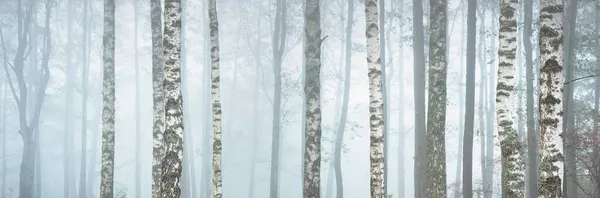 Pintoresco Paisaje Panorámico Del Majestuoso Bosque Una Espesa Niebla Blanca — Foto de Stock