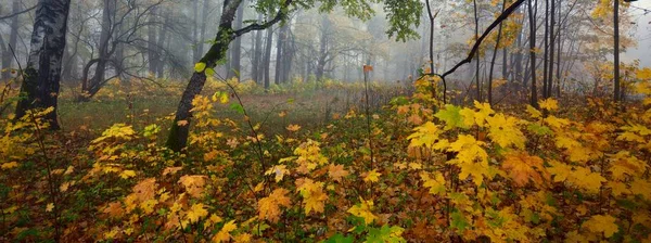 Tília Verde Dourada Colorida Ácer Bétula Uma Densa Neblina Matinal — Fotografia de Stock