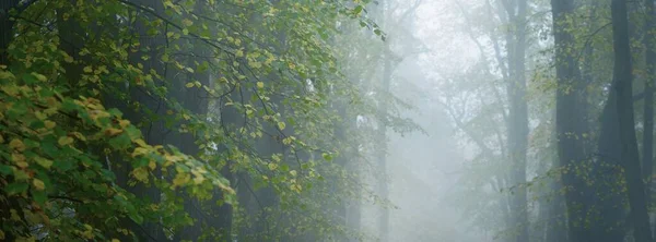 Låg Vinkel Utsikt Över Mäktiga Gyllene Lindarna Tjock Morgondimma Gränd — Stockfoto