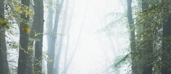 Густому Ранковому Тумані Видніються Величні Золоті Листяні Дерева Алея Міському — стокове фото