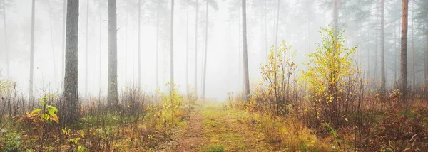 Pojedynczy Pas Wiejskiej Drogi Ścieżka Przez Las Sosnowy Białej Mgle — Zdjęcie stockowe