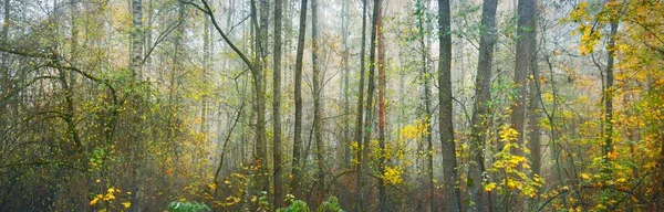 Panoramatický Výhled Temný Bažinatý Les Deštivého Podzimního Dne Barevné Listy — Stock fotografie