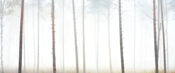 Paysage Panoramique Pittoresque Forêt Feuilles Persistantes Dans Épais Brouillard Blanc — Photo