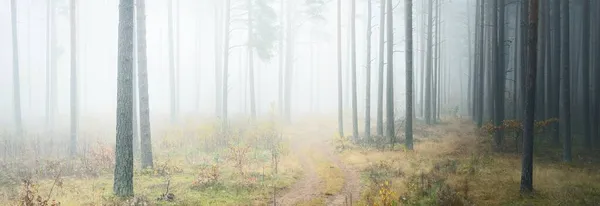 在白雾中穿过松树林的单行线 秋天的大气景观 — 图库照片