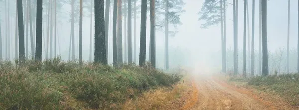 Strada Rurale Corsia Singola Sentiero Attraverso Pineta Una Nebbia Bianca — Foto Stock