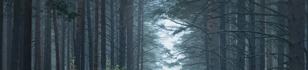 Caminho Através Floresta Pinheiros Mística Escura Túnel Natural Silhuetas Árvores — Fotografia de Stock