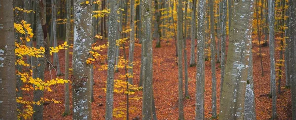 Faia Dourada Musgosa Árvores Close Floresta Misteriosa Escura Paisagem Outono — Fotografia de Stock