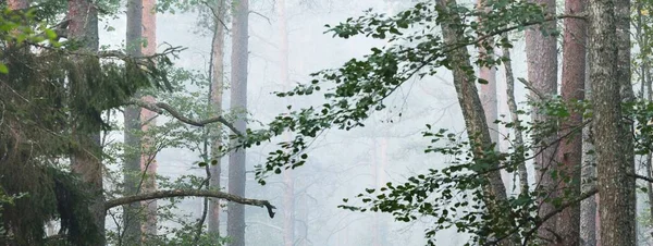 Malebná Panoramatická Scenérie Věčně Zeleného Lesa Husté Bílé Mlze Atmosférická — Stock fotografie