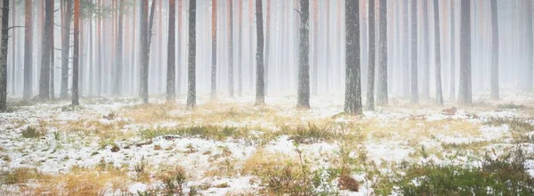 Pierwszy Śnieg Mglistym Wiecznie Zielonym Lesie Zielona Trawa Czerwone Pomarańczowe — Zdjęcie stockowe