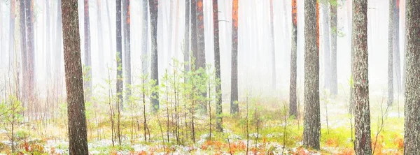 Primeira Neve Floresta Nebulosa Grama Verde Folhas Vermelhas Laranja Chão — Fotografia de Stock