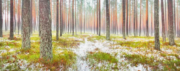 Első Ködös Örökzöld Erdőben Zöld Vörös Narancssárga Levelek Földön Hatalmas — Stock Fotó