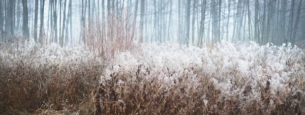 森林地面的干枯植物在冻土中 秋天的第一场雪 气候变化 宏观摄影 — 图库照片