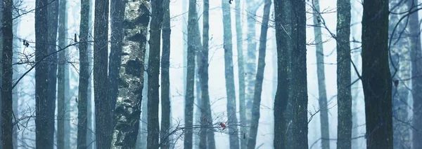 Paysage Panoramique Pittoresque Forêt Majestueuse Dans Épais Brouillard Blanc Paysage — Photo