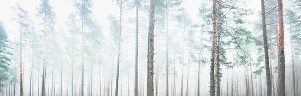 Живописный Панорамный Пейзаж Величественного Леса Густом Белом Тумане Атмосферный Пейзаж — стоковое фото