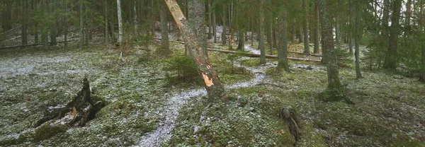 Kuzey Evergreen Ormanının Görkemli Tepelerinden Geçen Yol Altın Yapraklar Güçlü — Stok fotoğraf