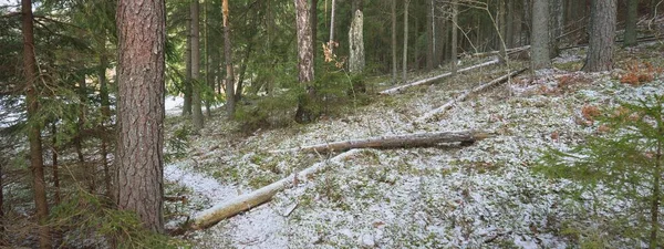 雄大な北常緑の森の丘を通過します 黄金の葉 強大な松やトウヒの木 木のログ 最初の雪 パノラマビュー 大気の風景 自然生態学 — ストック写真