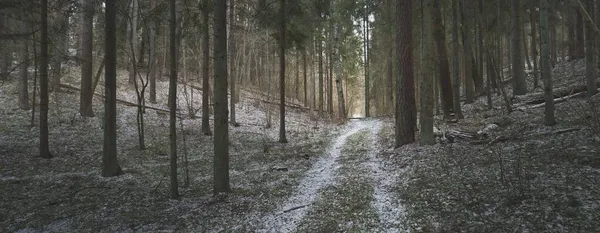 Vägen Genom Kullarna Majestätisk Nordlig Vintergrön Skog Guldblad Mäktiga Tallar — Stockfoto