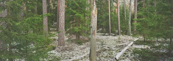 Percorso Tra Colline Della Maestosa Foresta Sempreverde Settentrionale Foglie Oro — Foto Stock