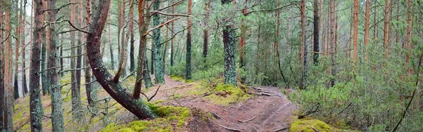 Görkemli Evergreen Ormanı Nın Panoramik Manzarası Güçlü Çam Çam Ağaçları — Stok fotoğraf
