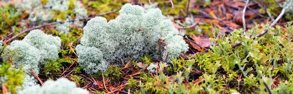 Suelo Colorido Del Bosque Líquenes Musgo Hierba Otras Plantas Texturas — Foto de Stock