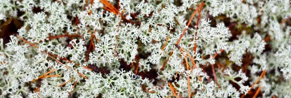 Suelo Colorido Del Bosque Líquenes Musgo Hierba Otras Plantas Texturas — Foto de Stock