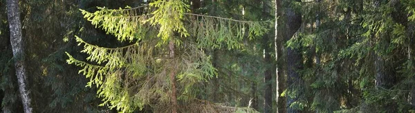 Temný Majestátní Věčně Zelený Les Sluneční Paprsky Pronikají Mohutnými Borovicemi — Stock fotografie
