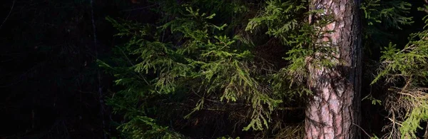 Σκοτεινό Μαγευτικό Καταπράσινο Δάσος Ηλιαχτίδες Μέσα Από Πεύκα Και Έλατα — Φωτογραφία Αρχείου