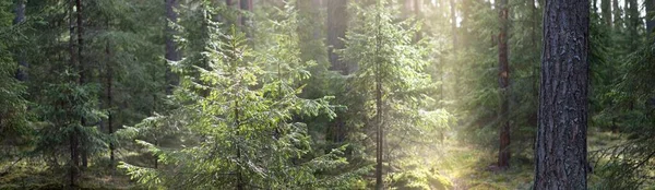 黑暗雄伟的常绿森林 阳光照射在高大的松树和云杉树上 早春芬兰 纯真的天性生态旅游 健康生活方式概念 — 图库照片