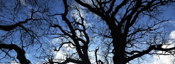 一张低角的旧的巨大的苔藓橡树的照片 没有叶子在蓝天的衬托下 芬兰早春 纯自然 环境保护 — 图库照片