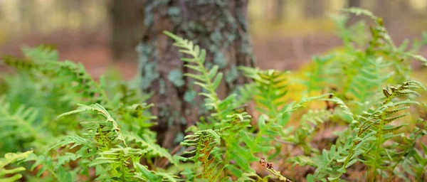 Яскраво Зелене Молоде Листя Папороті Крупним Планом Старе Дерево Задньому — стокове фото