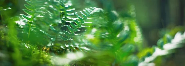 Ljusgröna Unga Ormbunkar Lämnar Närbild Tidig Vår Mossig Vintergrön Skog — Stockfoto