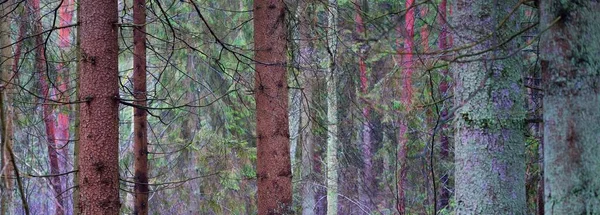 Vue Panoramique Sur Forêt Sempervirente Brumeuse Puissants Pins Mousses Fougères — Photo