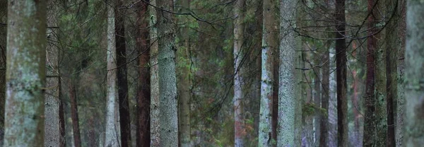 Vista Panorâmica Floresta Nebulosa Perene Pinheiros Poderosos Musgo Samambaia Paisagem — Fotografia de Stock