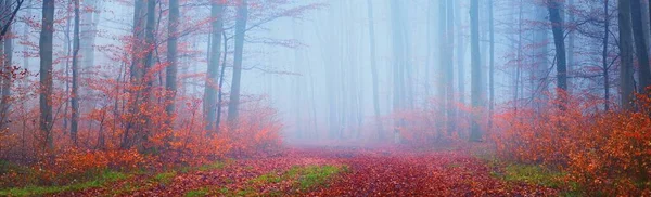 在浓雾中 神秘而雄伟的金色山毛榉林 参天大树红色和橙色的叶子 秋天的大气景观 风景如画的全景 生态旅游 — 图库照片