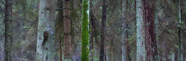 Vista Panorámica Del Neblinoso Bosque Siempreverde Poderosos Pinos Musgo Helecho —  Fotos de Stock